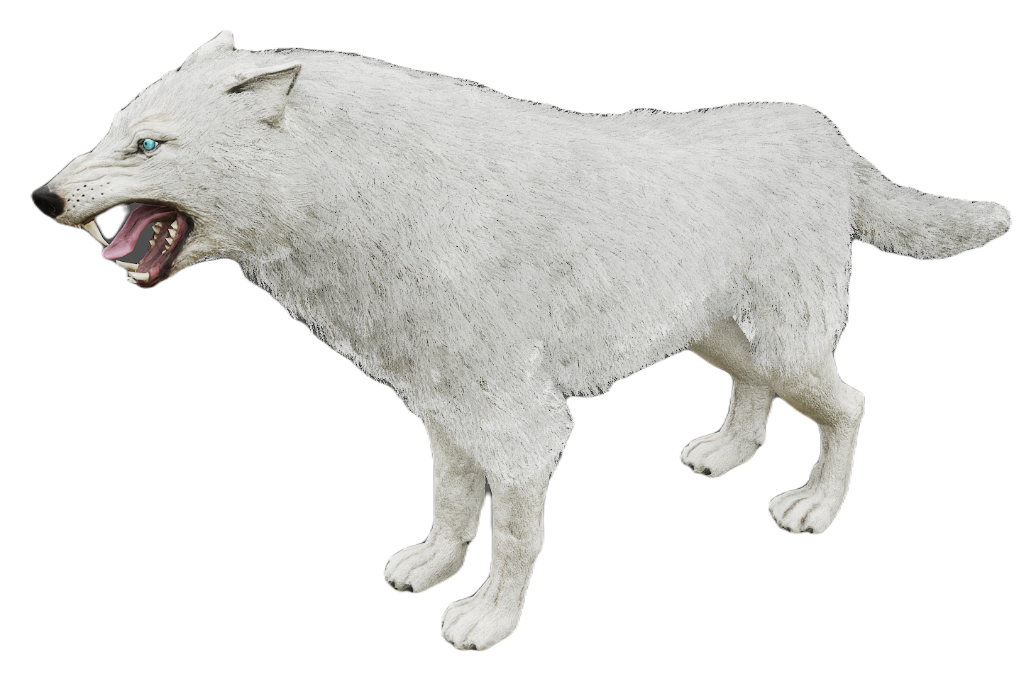 Gray Wolf male fur 8