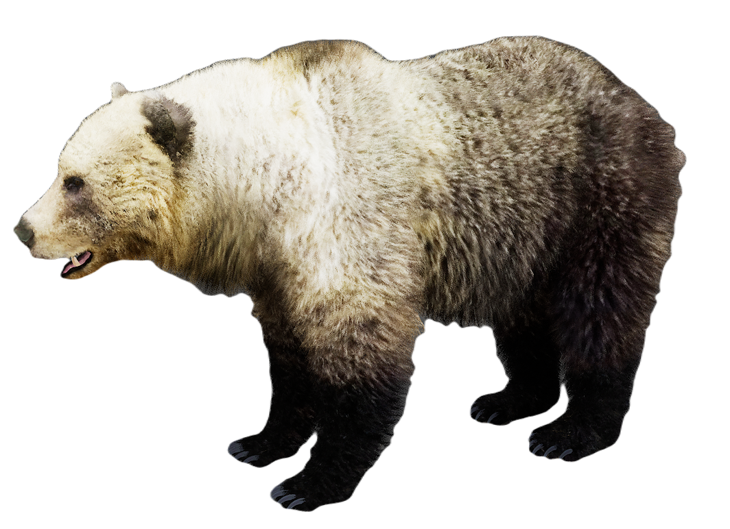 Grizzly Bear