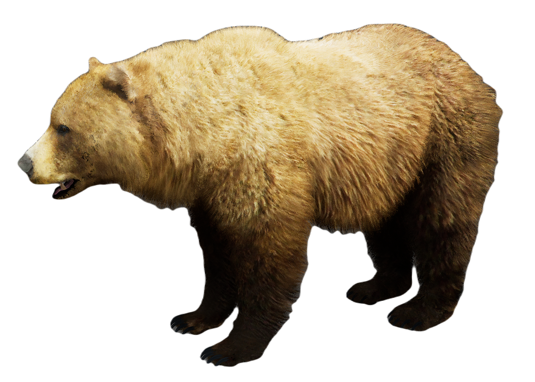 Grizzly Bear male fur 1