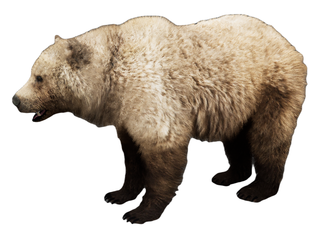 Grizzly Bear male fur 2