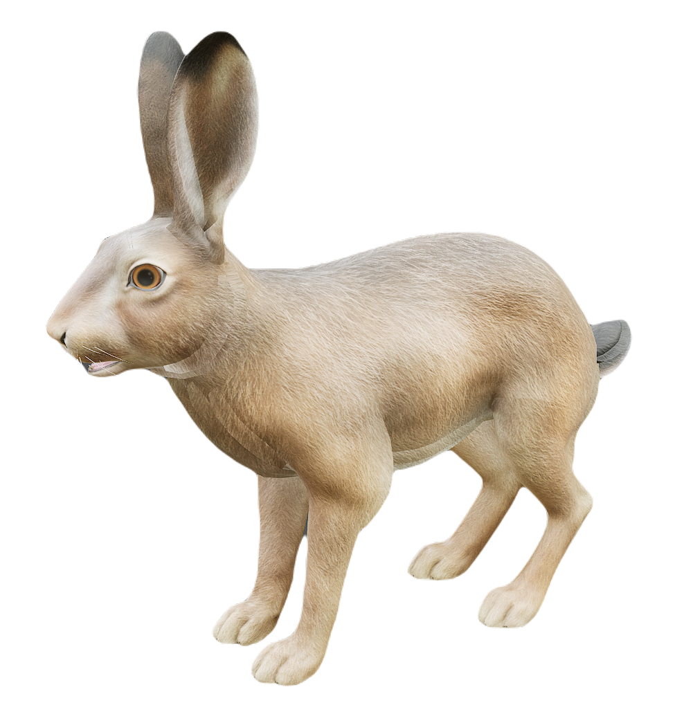 African Hare