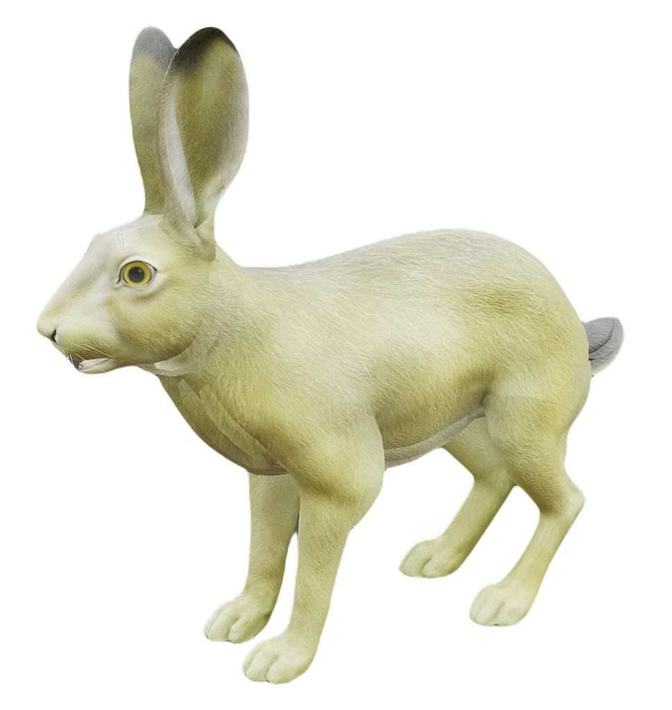 African Hare male fur 1