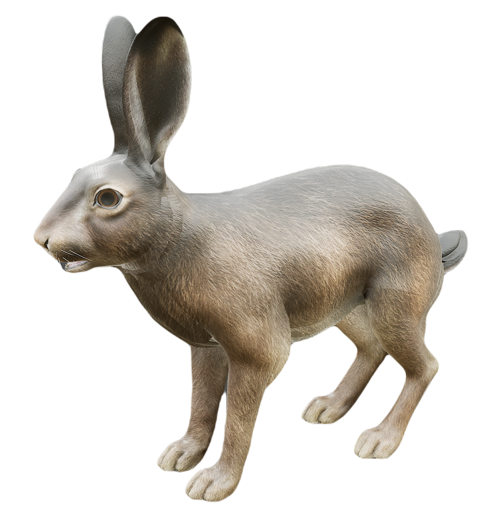 African Hare male fur 2