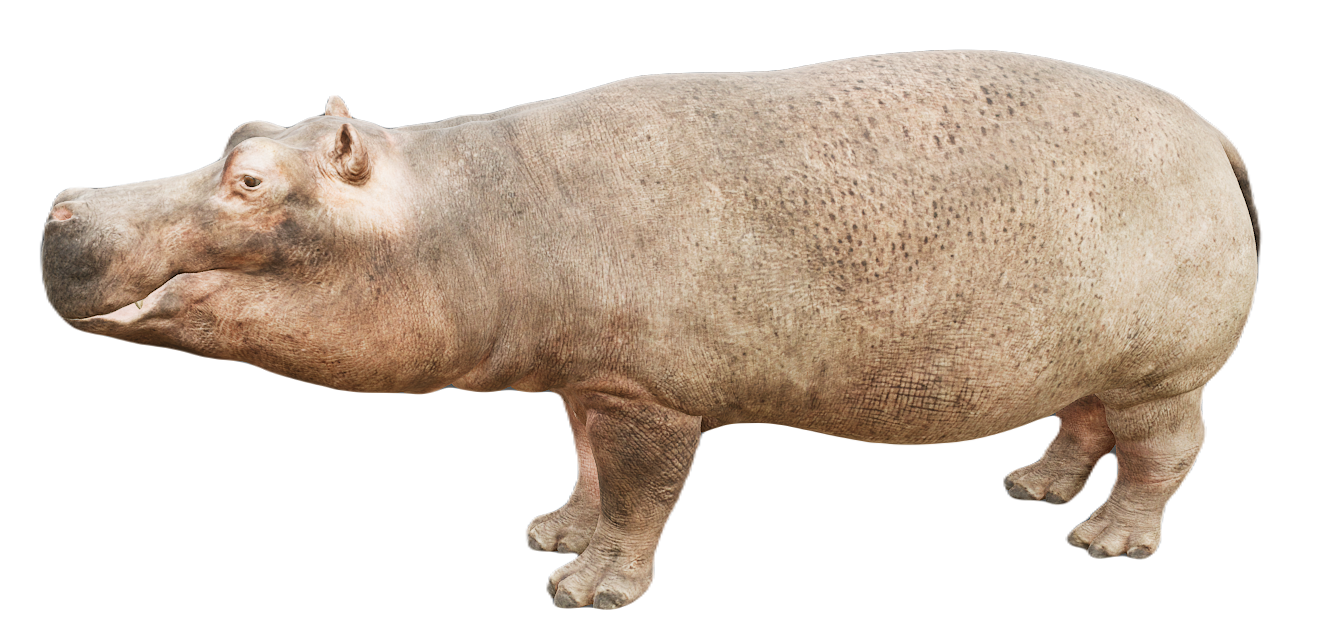 Hippopotamus