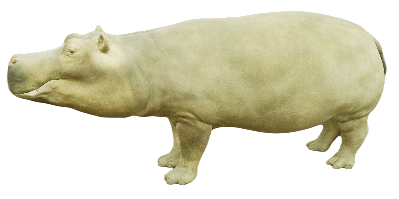 Hippopotamus male fur 1