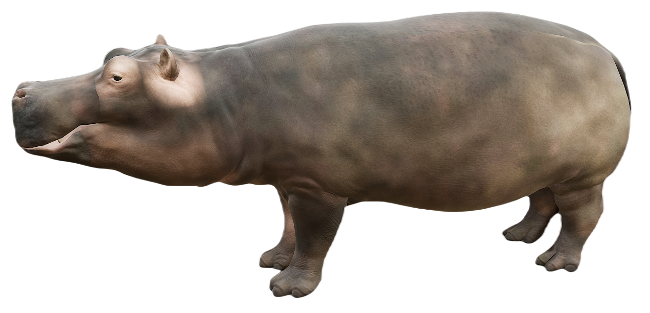 Hippopotamus male fur 2