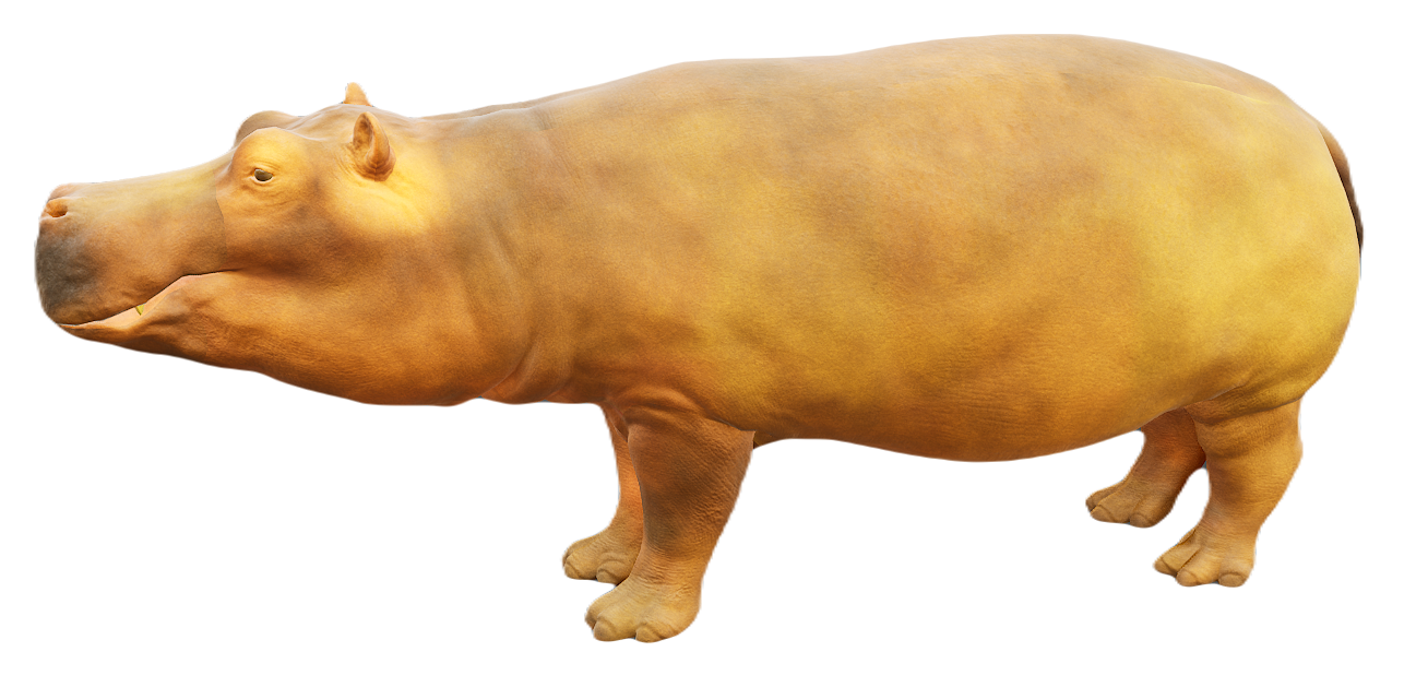Hippopotamus male fur 3