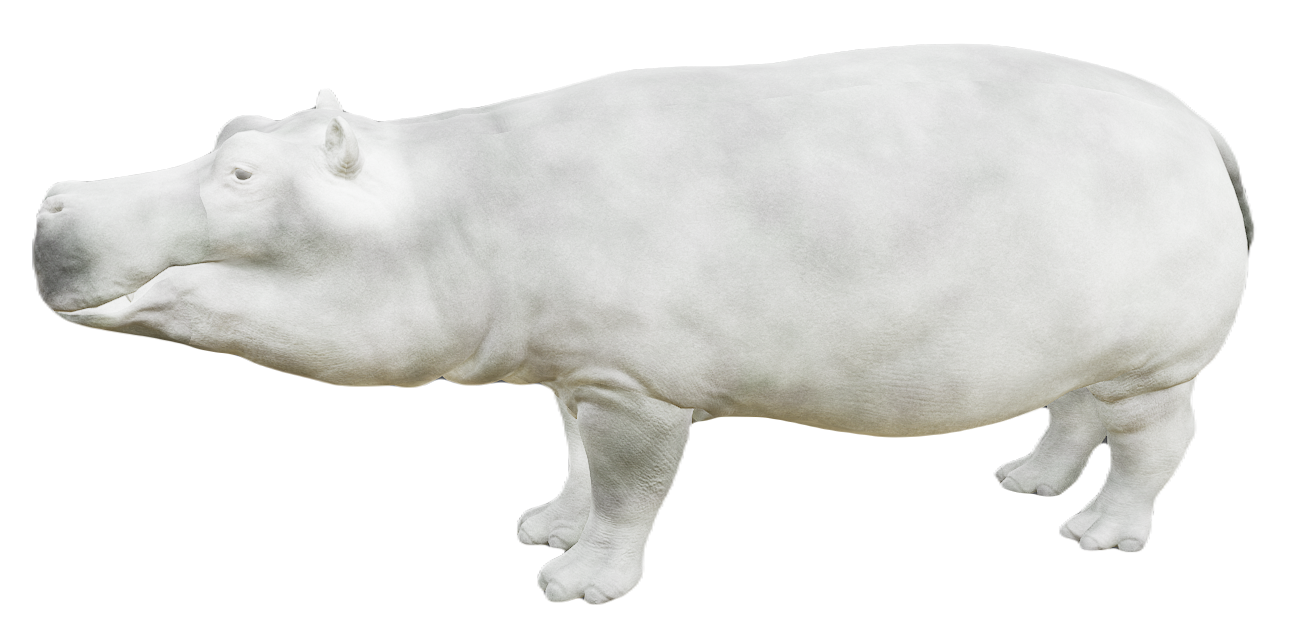 Hippopotamus male fur 6