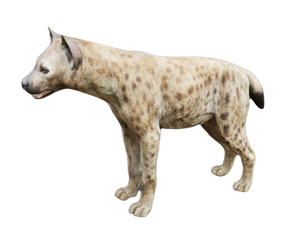 Hyena