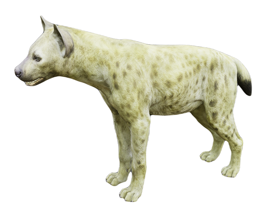 Hyena male fur 1