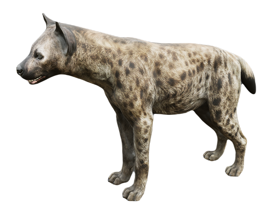 Hyena male fur 2