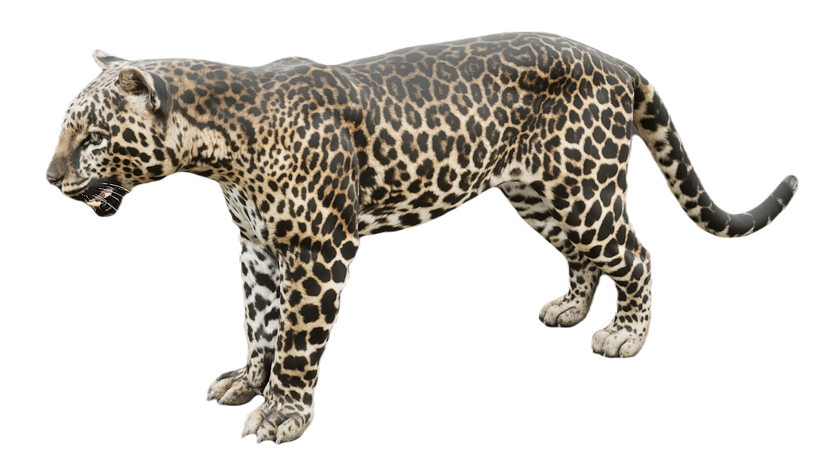 Leopard male fur 2