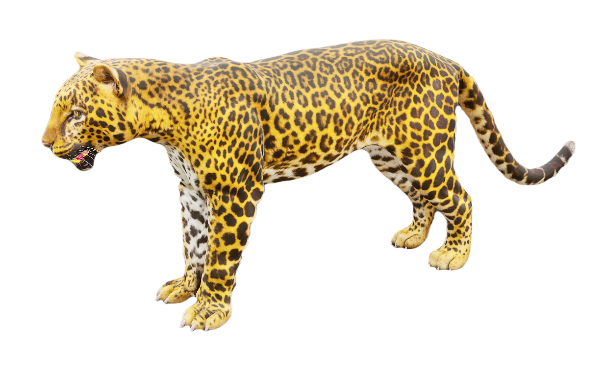 Leopard male fur 3