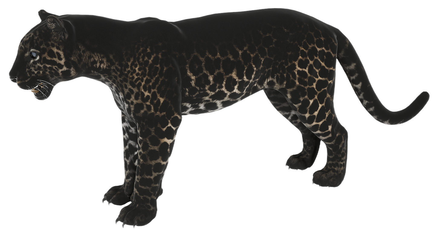 Leopard male fur 4