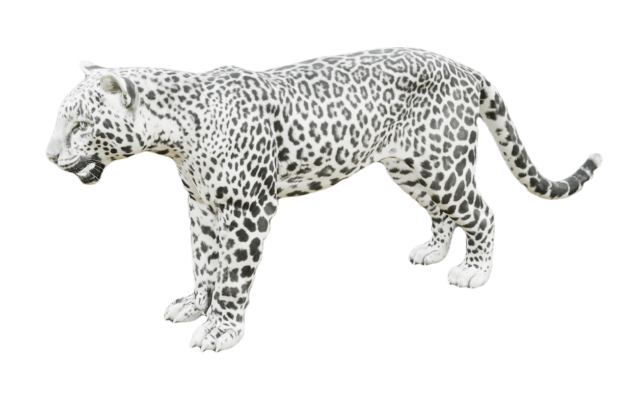 Leopard male fur 6