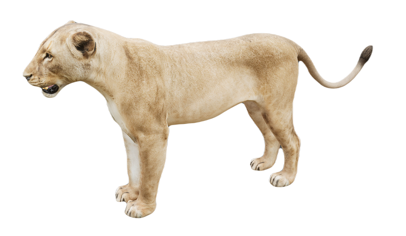 Lion female fur 0