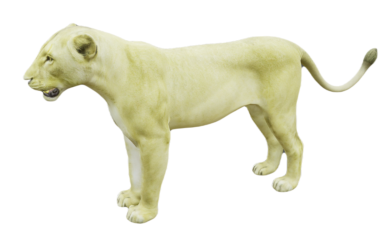 Lion female fur 1