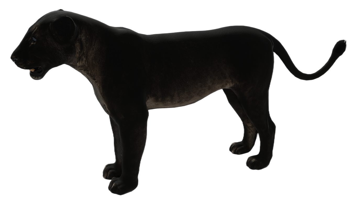 Lion female fur 4