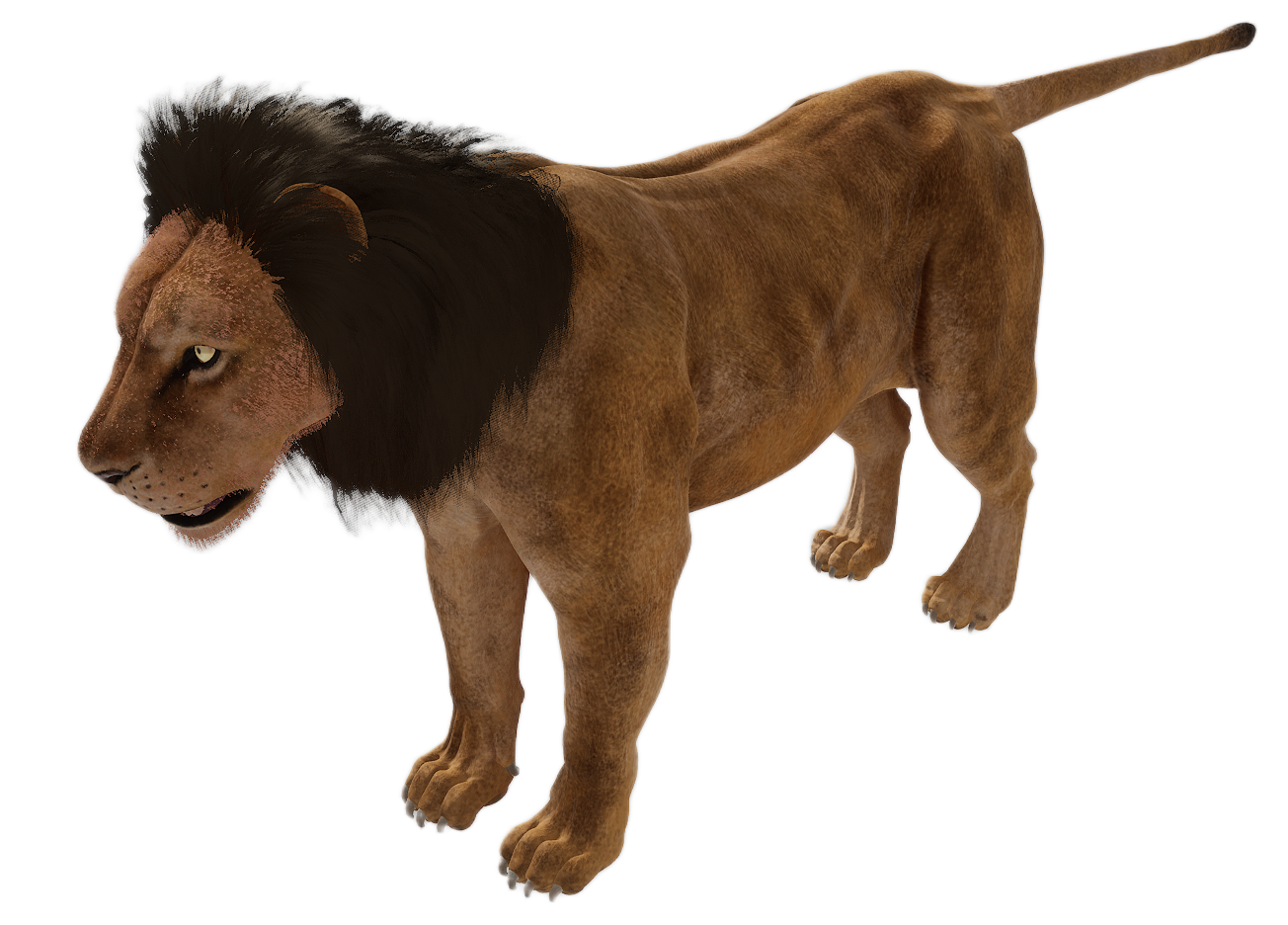Lion