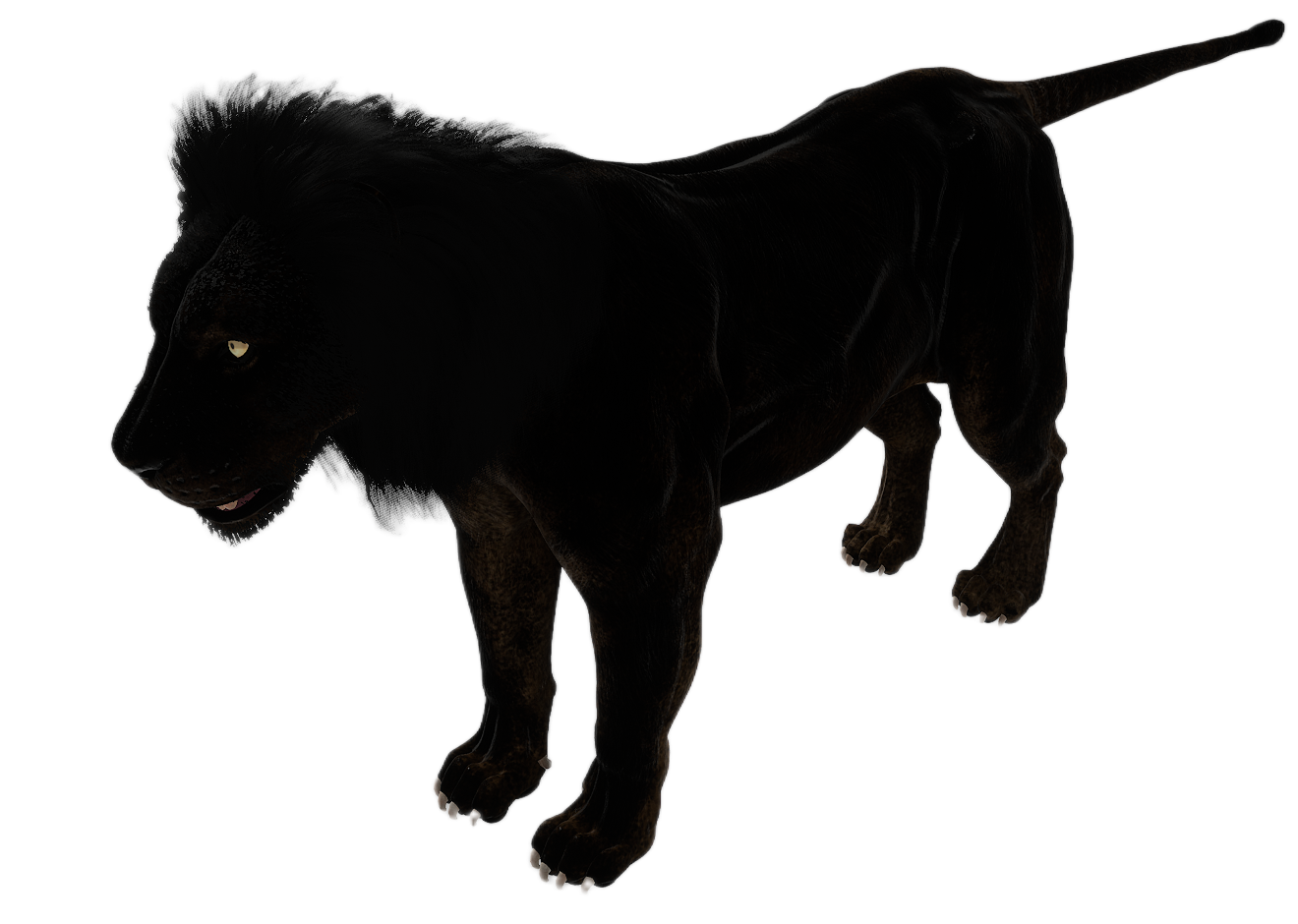 Lion male fur 4