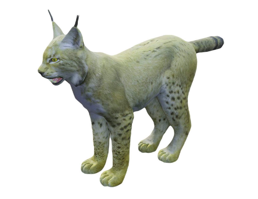 Lynx male fur 1