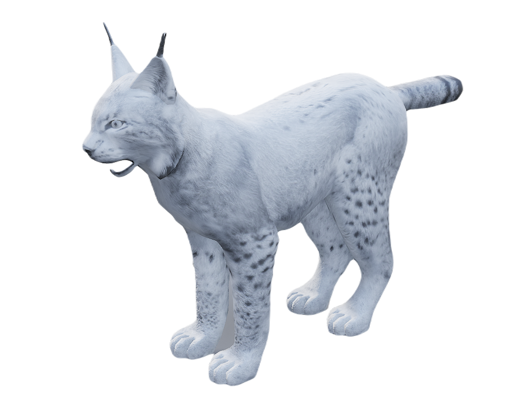 Lynx male fur 6