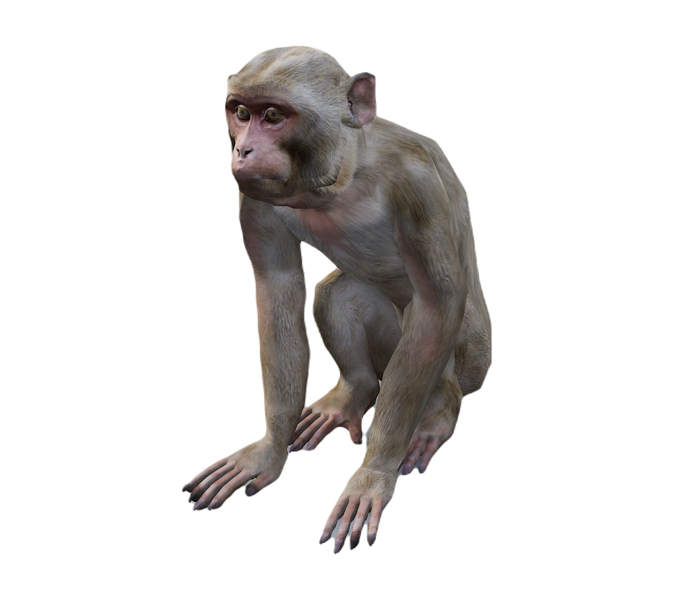 Macaque