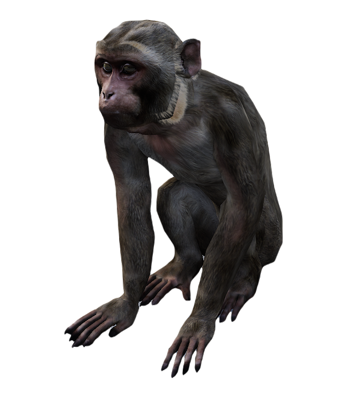 Macaque male fur 2