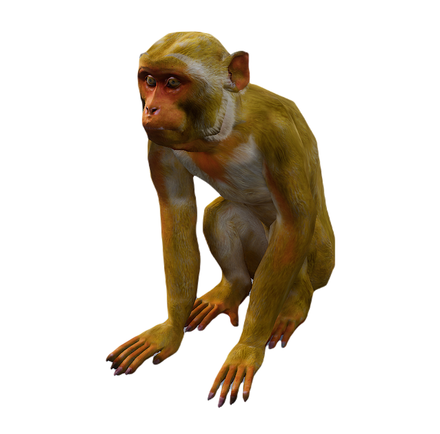 Macaque male fur 3