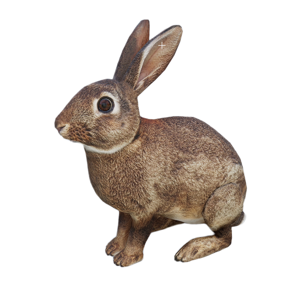 Ussuri Hare
