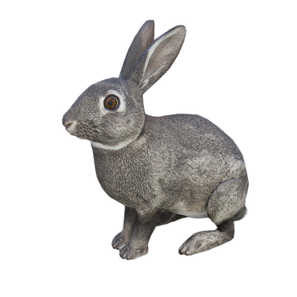 Ussuri Hare male fur 1