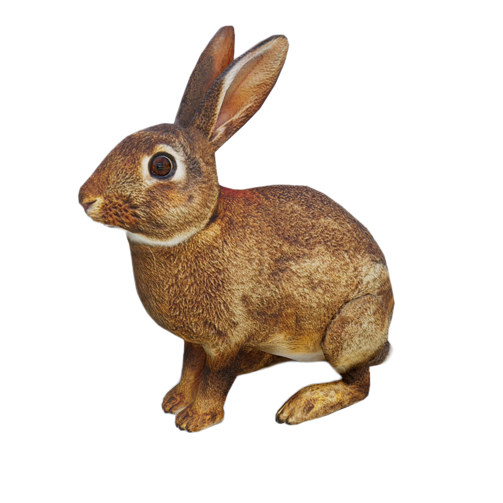 Ussuri Hare male fur 3