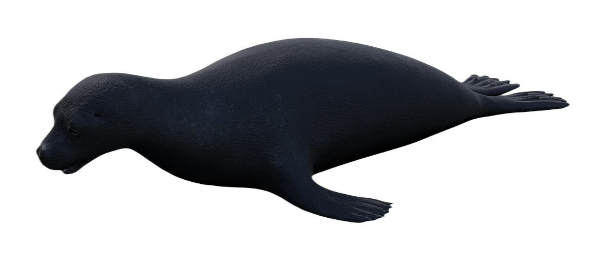 Monk Seal male fur 2