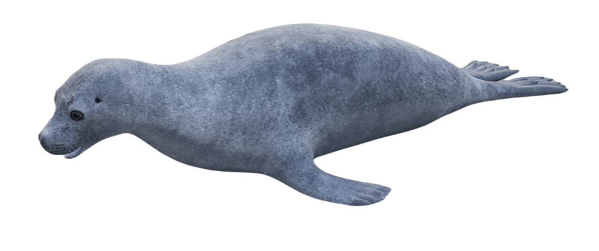 Monk Seal male fur 6