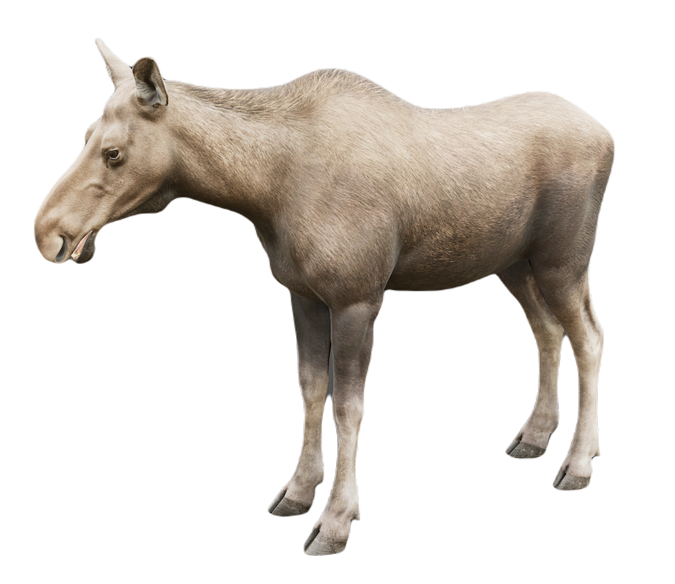 Moose female fur 0