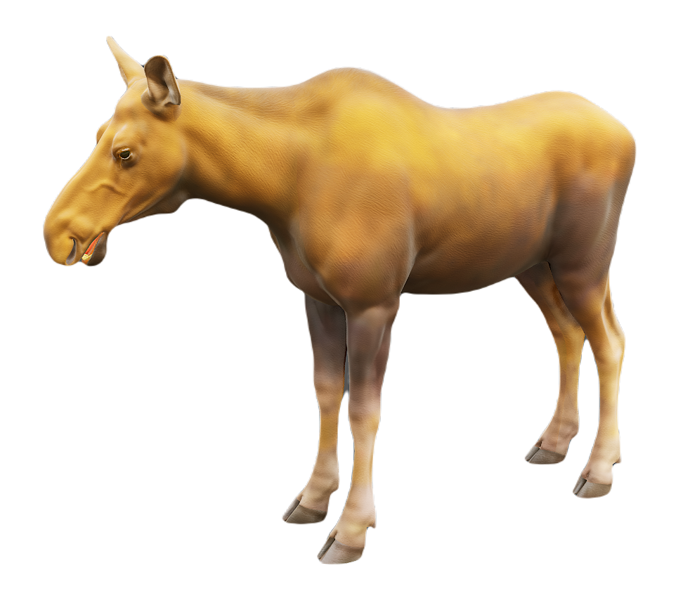 Moose female fur 2