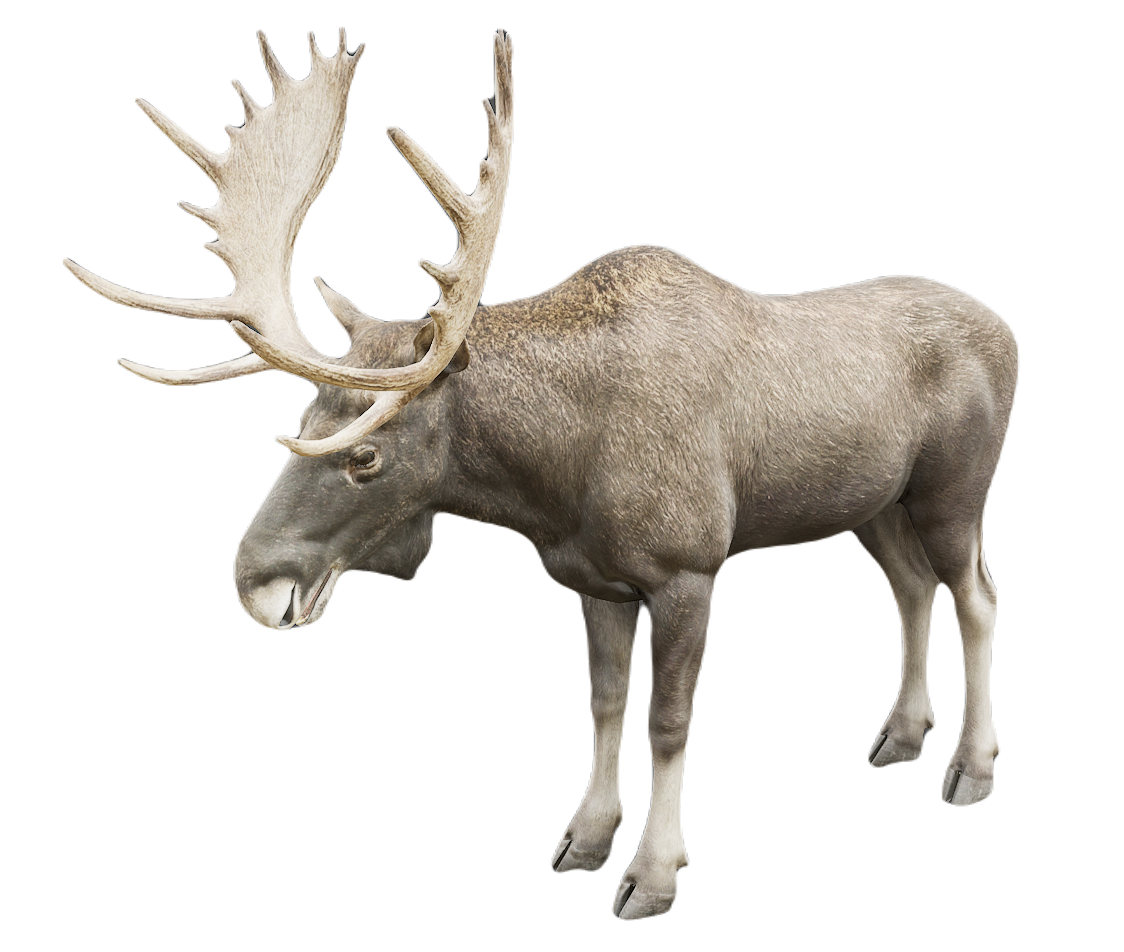 Moose