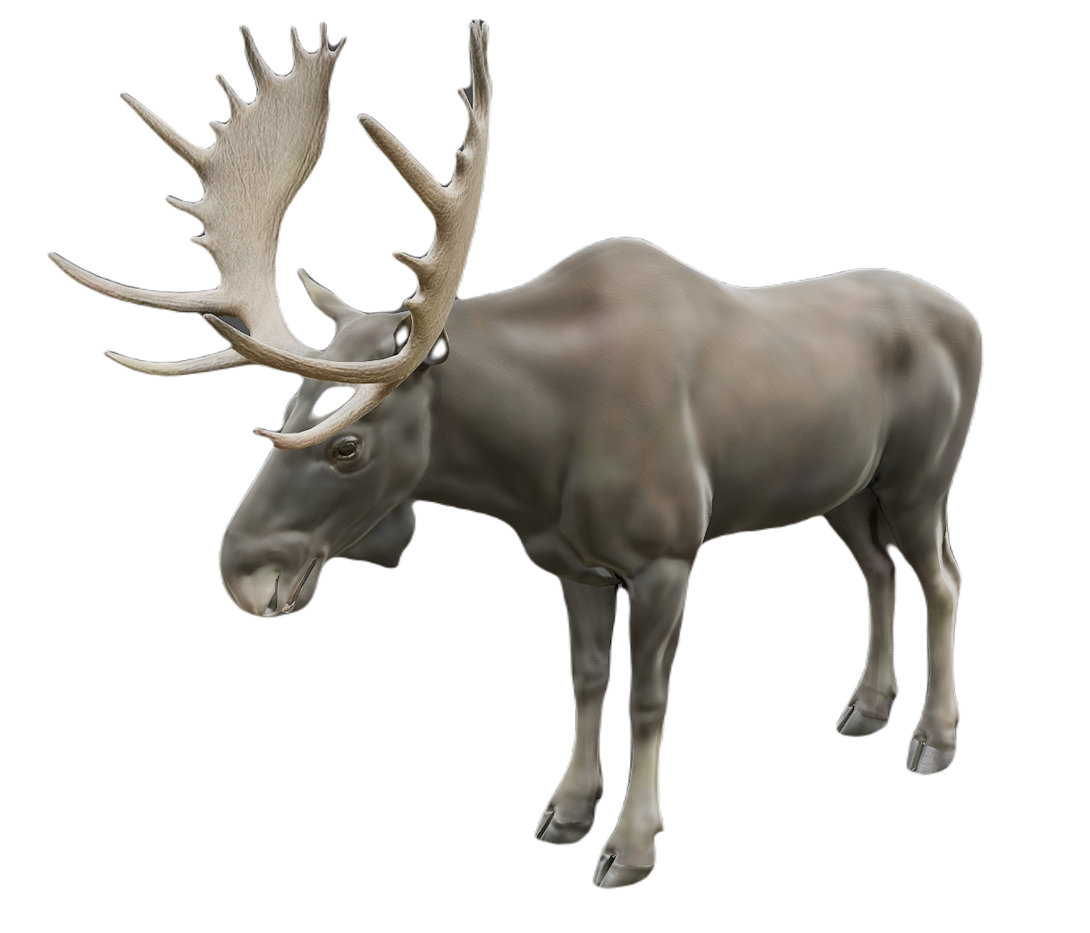 Moose male fur 1