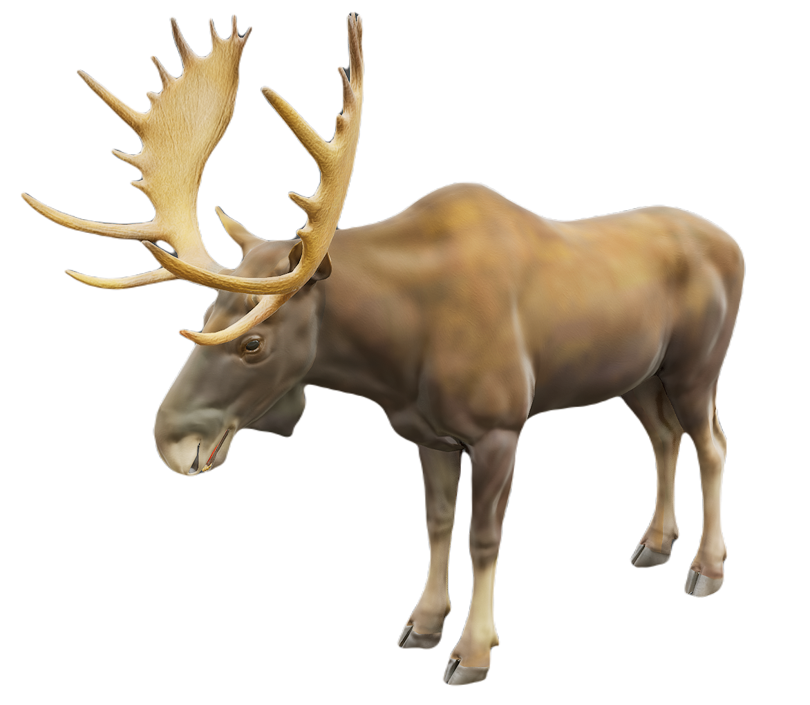 Moose male fur 2