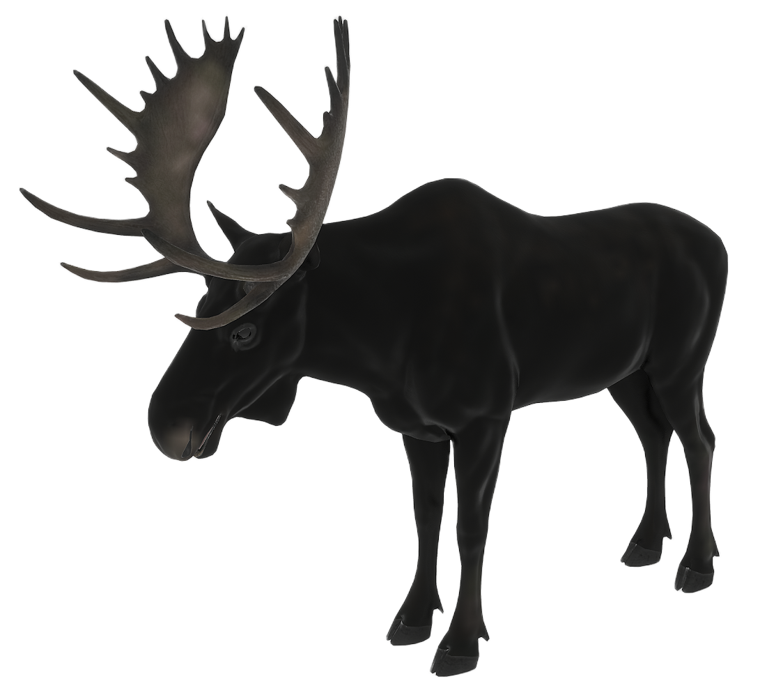 Moose male fur 4
