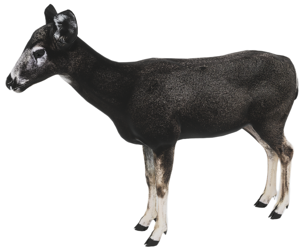 Mule Deer female fur 3