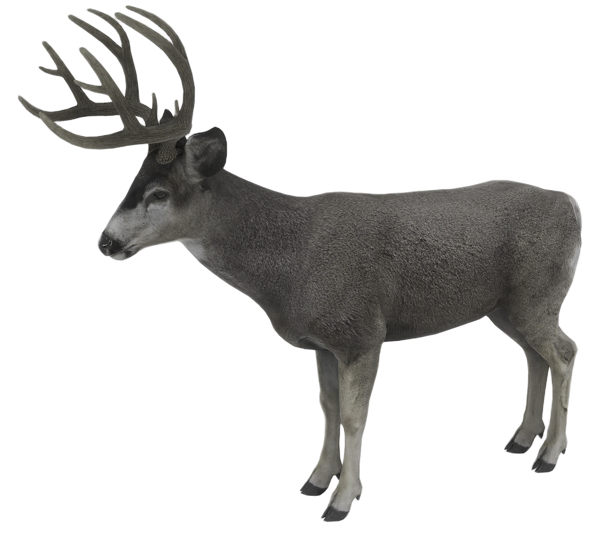 Mule Deer male fur 1