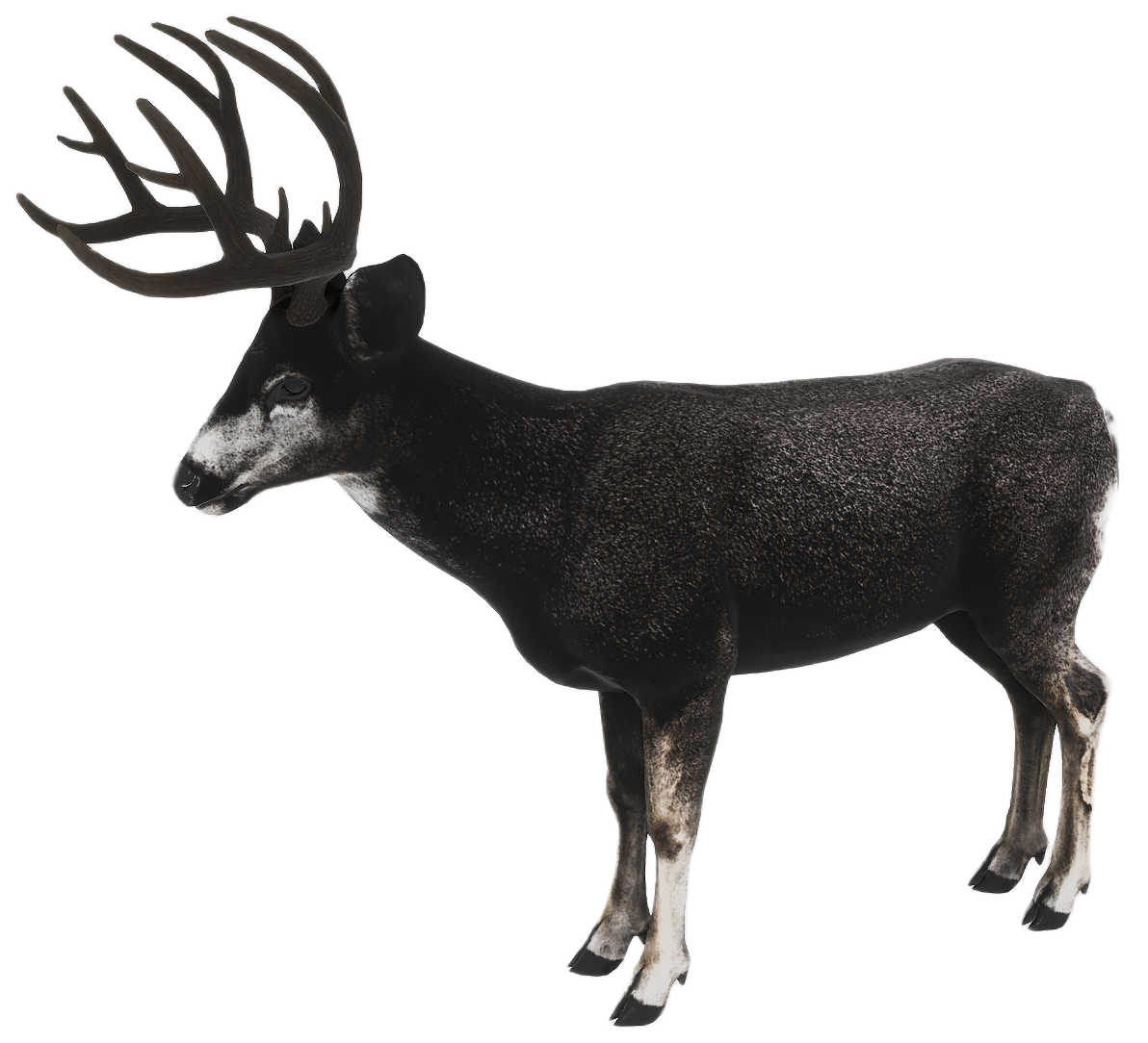 Mule Deer male fur 3