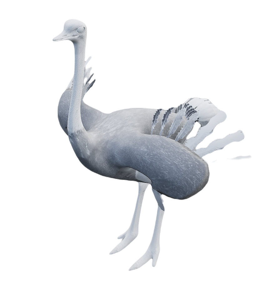 Ostrich male fur 6