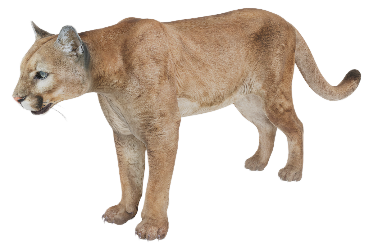 Puma