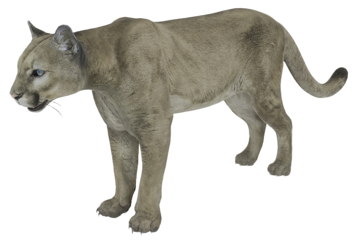Puma male fur 1