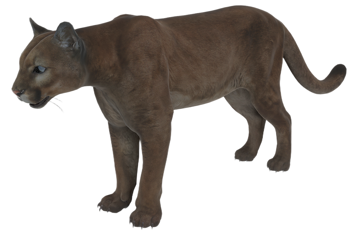 Puma male fur 2