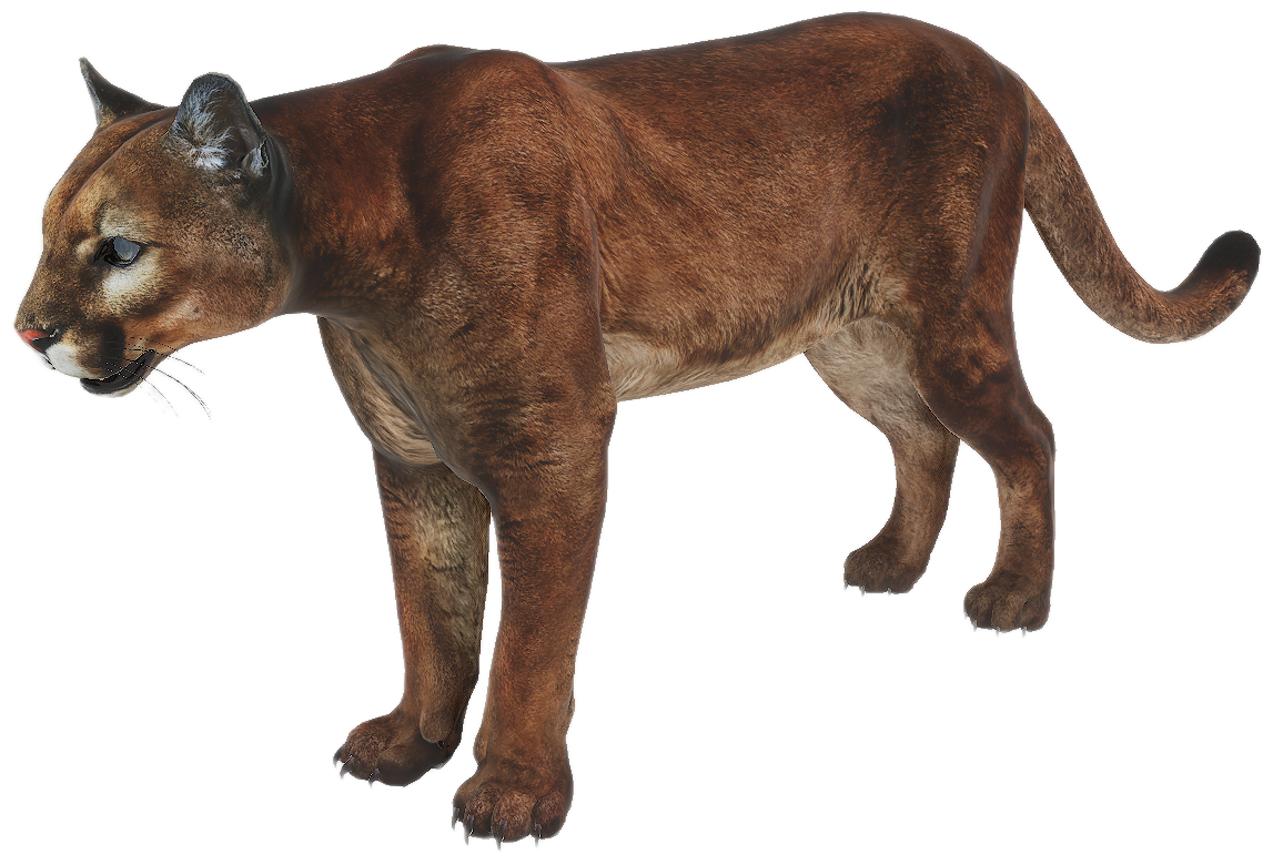 Puma male fur 3