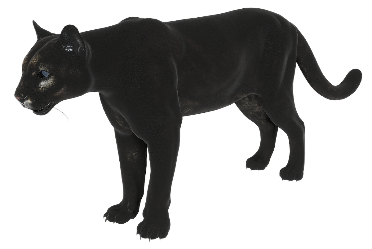 Puma male fur 4