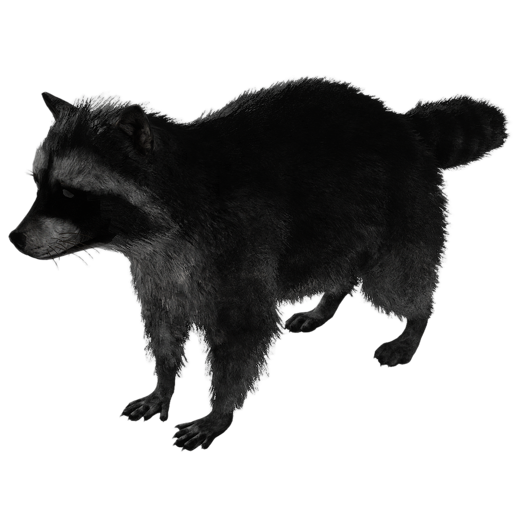 Raccoon male fur 2